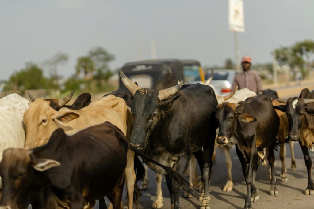 Fulani herders murdered seven innocent Christians in central Nigeria, where violence against Christians is on the rise.